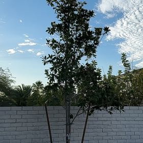 Photo of the plant species DD Blanchard Magnolia by @ZanyFieldgarlic named Aria on Greg, the plant care app