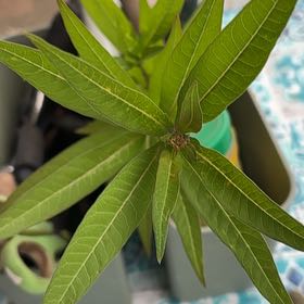 Photo of the plant species Large Kangaroo Apple by @HeirPegaropa named Bieber on Greg, the plant care app