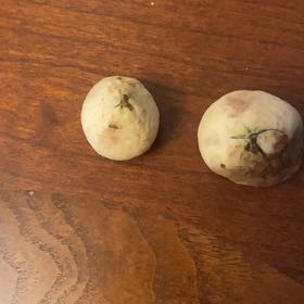 Photo of the plant species Mexican Plum by @CozyPoisonivy named Bella on Greg, the plant care app