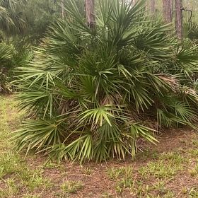 Photo of the plant species Saw Palmetto by @CozyPoisonivy named Plato on Greg, the plant care app