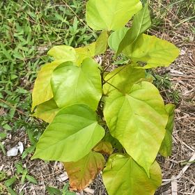 Photo of the plant species Asian Pear 'Eiko' by @CozyPoisonivy named James Dean on Greg, the plant care app