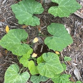 Photo of the plant species Butternut Pumpkin by @CozyPoisonivy named Xena on Greg, the plant care app