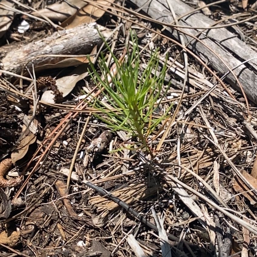 Photo of the plant species Field Horsetail by @CozyPoisonivy named Kendall on Greg, the plant care app