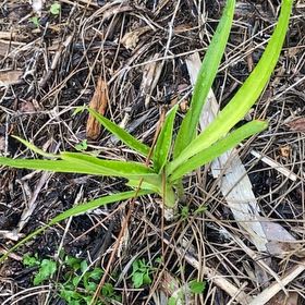Photo of the plant species Orchid by @CozyPoisonivy named ChloroPhil on Greg, the plant care app