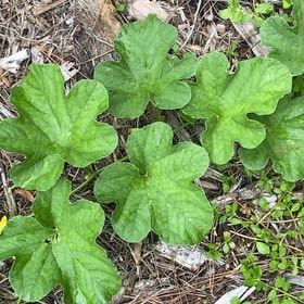 Photo of the plant species Watermelon by @CozyPoisonivy named Coco on Greg, the plant care app