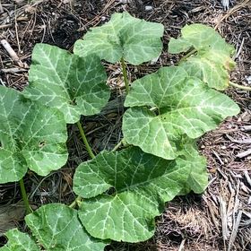 Photo of the plant species Winter Squash by @CozyPoisonivy named Shakira on Greg, the plant care app