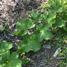 Photo of the plant species Watermelon by @CozyPoisonivy named Mando on Greg, the plant care app