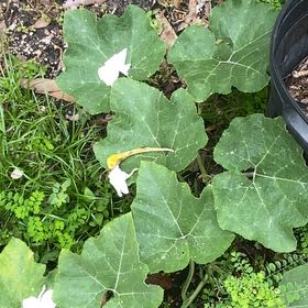 Photo of the plant species Winter Squash by @CozyPoisonivy named Stella on Greg, the plant care app
