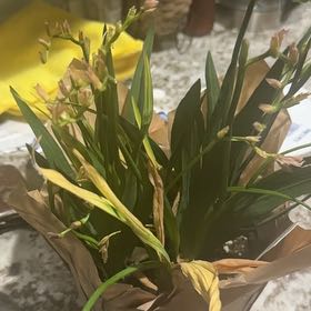 Photo of the plant species Freesia by @SoaringTreeivy named Scarlett on Greg, the plant care app