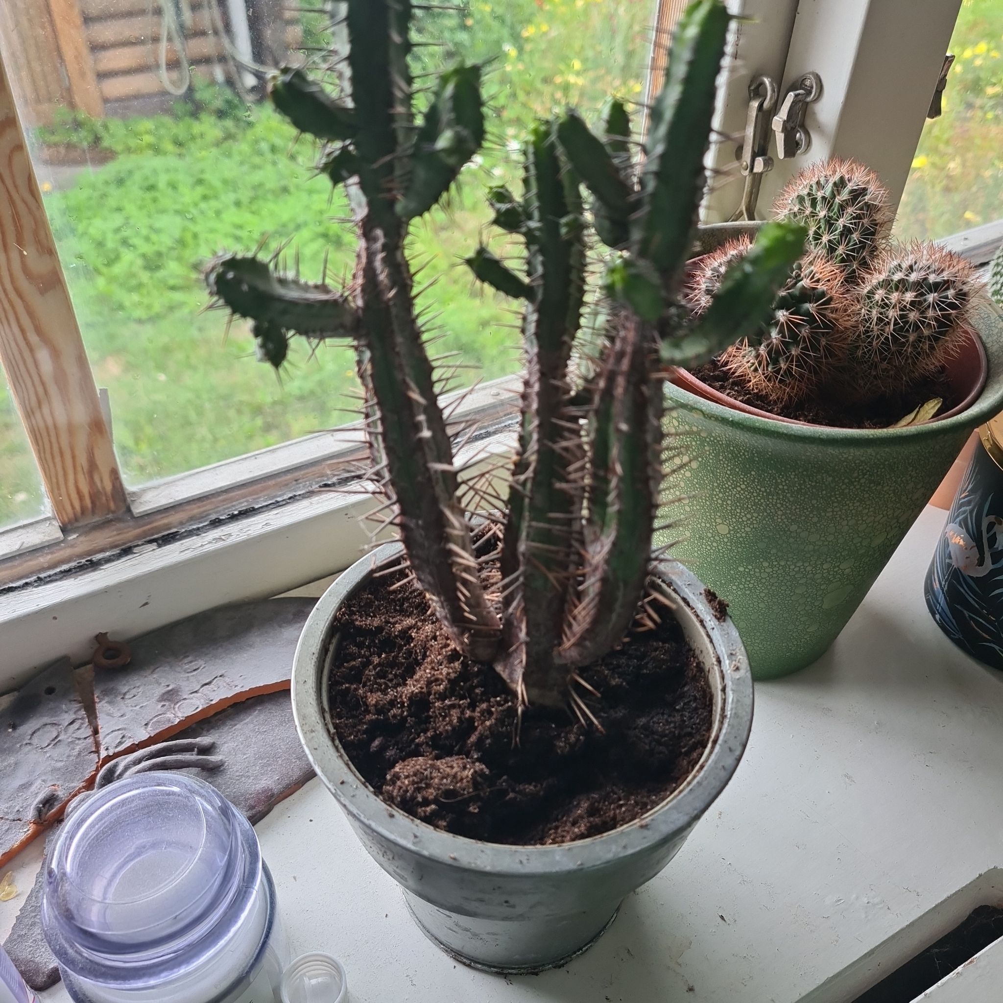 Photo of the plant species Euphorbia pentagona by @CoffeeLover8117 named Rut on Greg, the plant care app