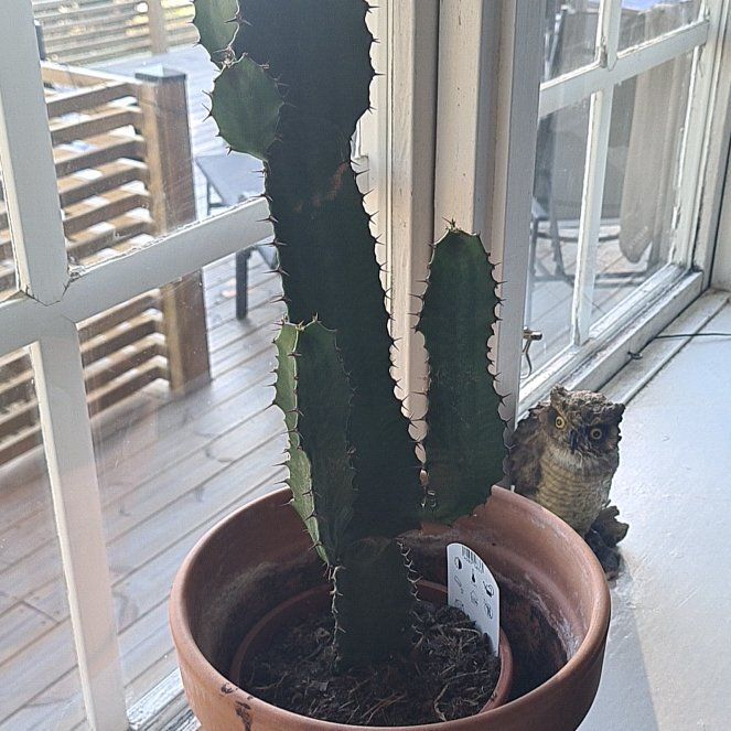 Photo of the plant species Desert Candle Cactus by @CoffeeLover8117 named Spicklas on Greg, the plant care app