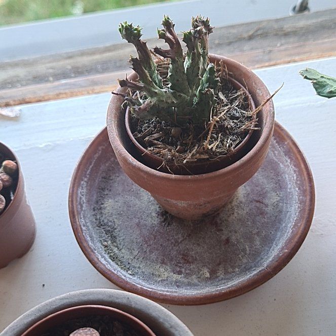 Photo of the plant species Euphorbia enopla coral by @CoffeeLover8117 named Bart on Greg, the plant care app