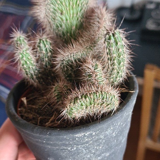 Photo of the plant species Stenocereus hollianus cristata by @CoffeeLover8117 named Holli on Greg, the plant care app