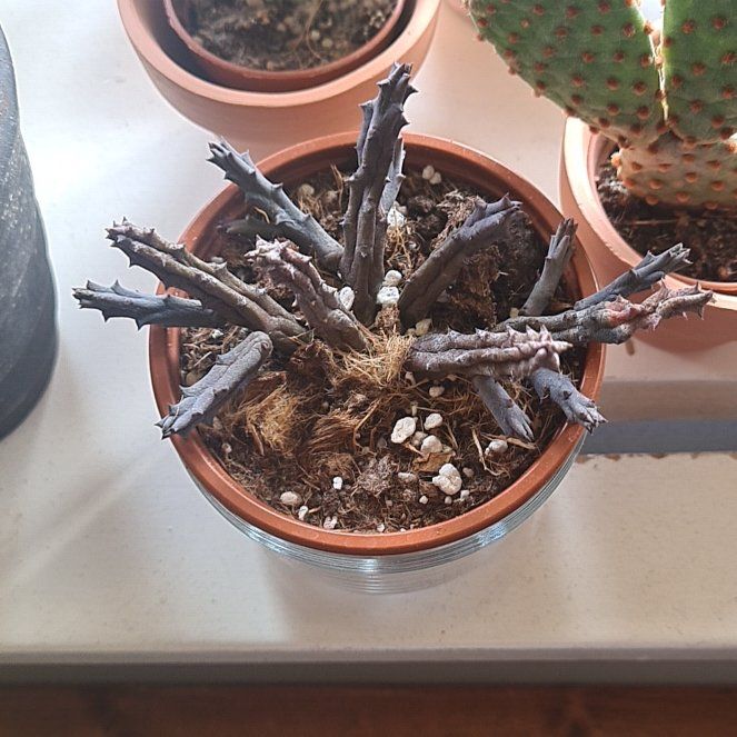 Photo of the plant species Huernia pillansii by @CoffeeLover8117 named Jim on Greg, the plant care app