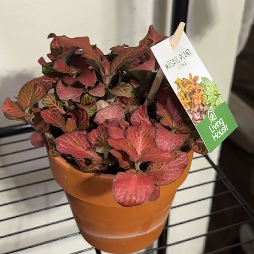 Photo of the plant species Assorted Nerve Plant by @Monstera_Lover named Sir Plancelot on Greg, the plant care app