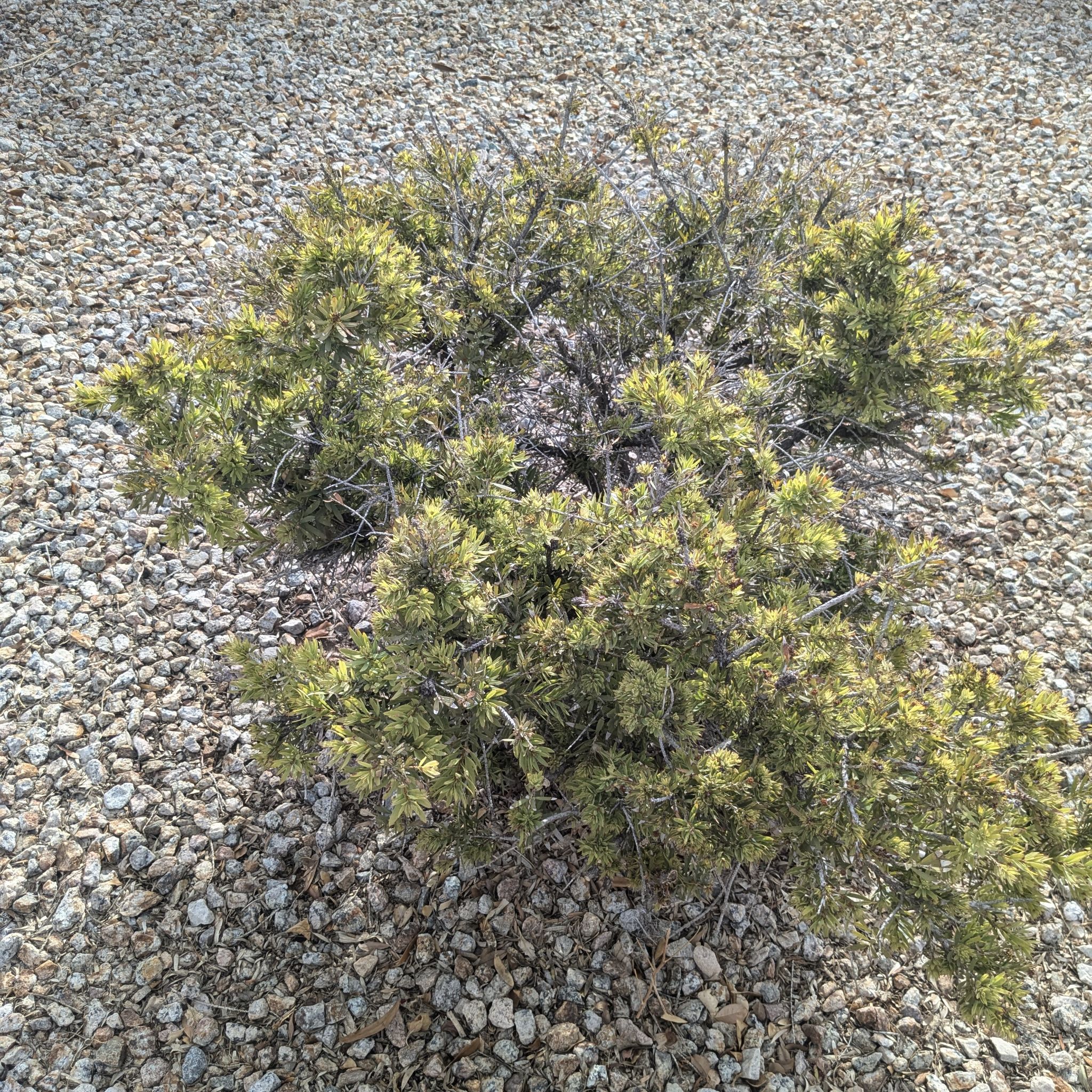 Photo of the plant species Callistemon viminalis by @bennyhanasyard named Boba on Greg, the plant care app