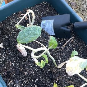 Photo of the plant species Kale Lacinato by @ZestySnowpeas named Plato on Greg, the plant care app
