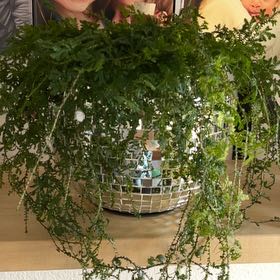 Photo of the plant species peacock fern by @GutsyRamshorn named Doja Cat on Greg, the plant care app