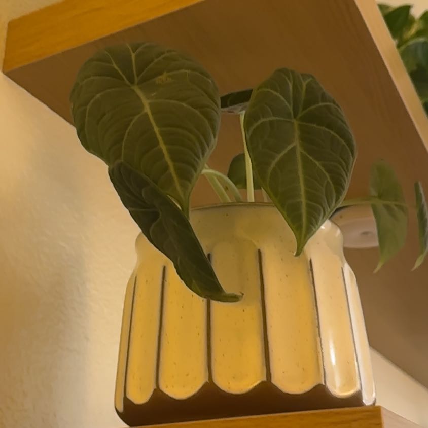 Photo of the plant species Alocasia Maharni Aurea by @VipCalicohearts named Sproutacus on Greg, the plant care app