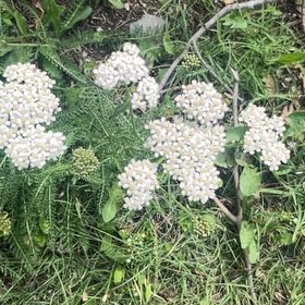 Photo of the plant species Milfoil by @BabyTurkeytail named James Dean on Greg, the plant care app