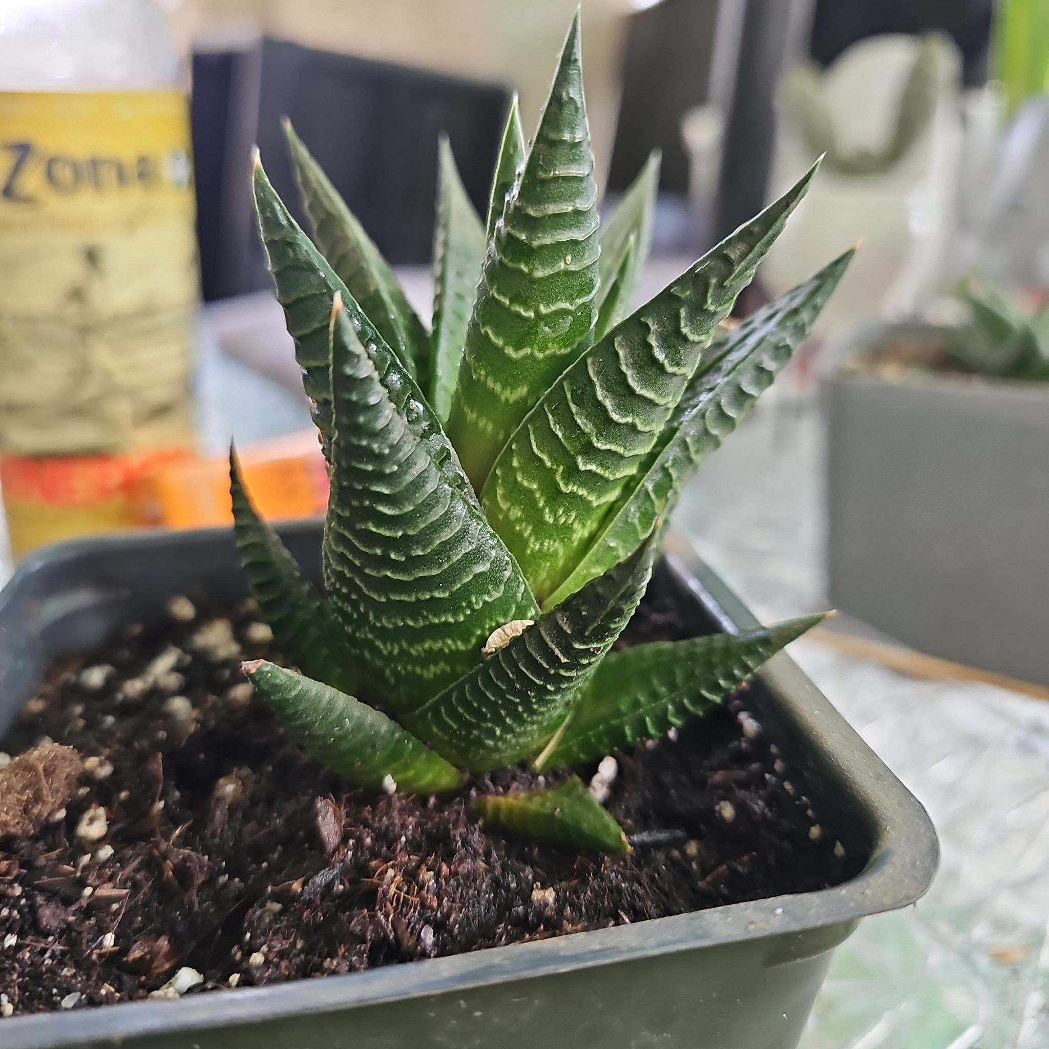 Photo of the plant species Haworthiopsis limifolia 'Twister' by @FullEnglishoak named Zeeebz on Greg, the plant care app