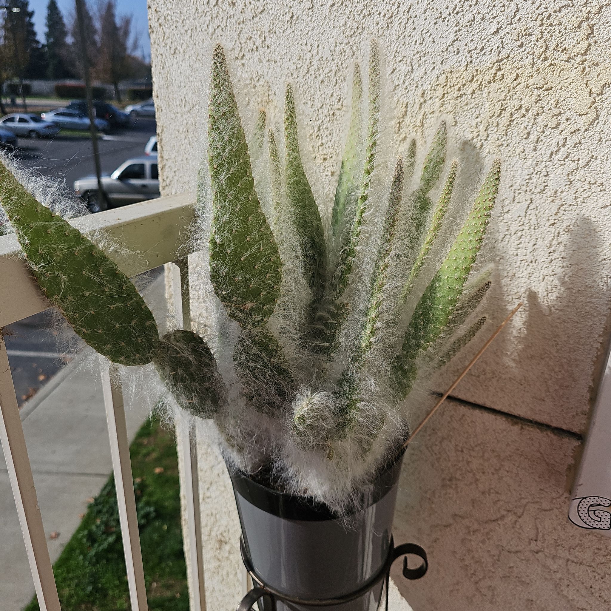 Photo of the plant species Tower of Jewels by @FullEnglishoak named Cleopatra on Greg, the plant care app