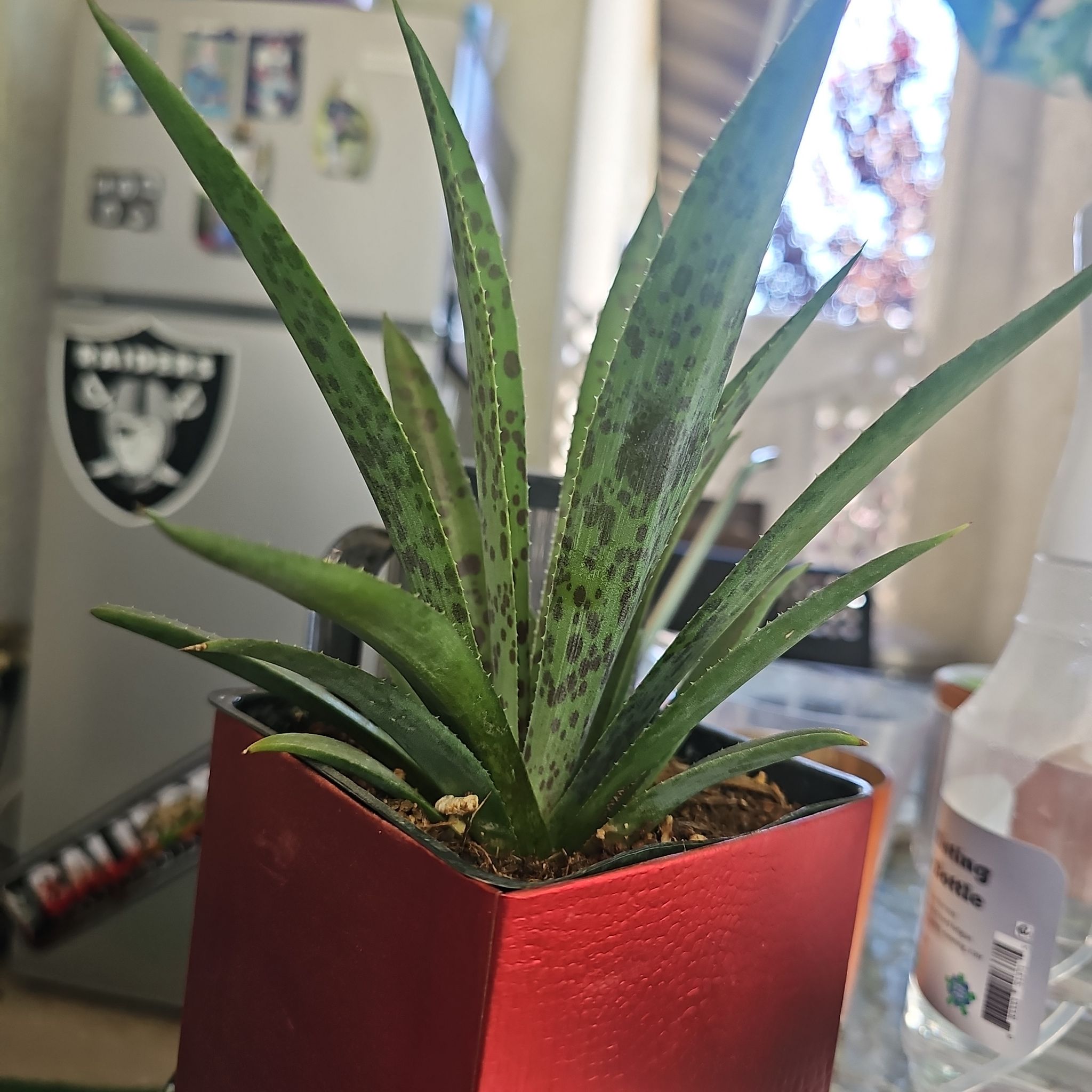Photo of the plant species Mangave 'Pineapple Express' by @FullEnglishoak named Fernie Mac on Greg, the plant care app