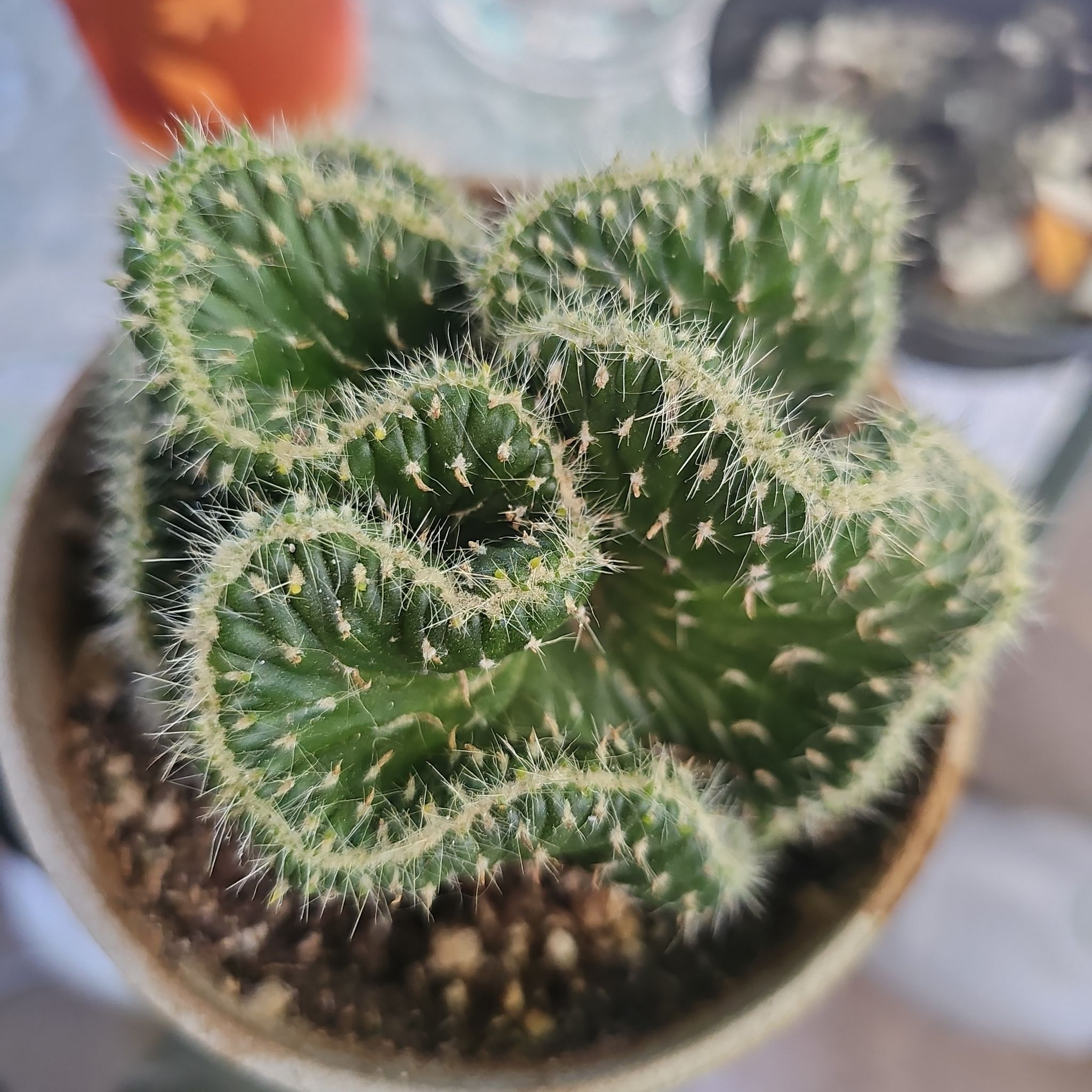 Photo of the plant species Opuntia Cylindrica Crest by @FullEnglishoak named Querkish on Greg, the plant care app