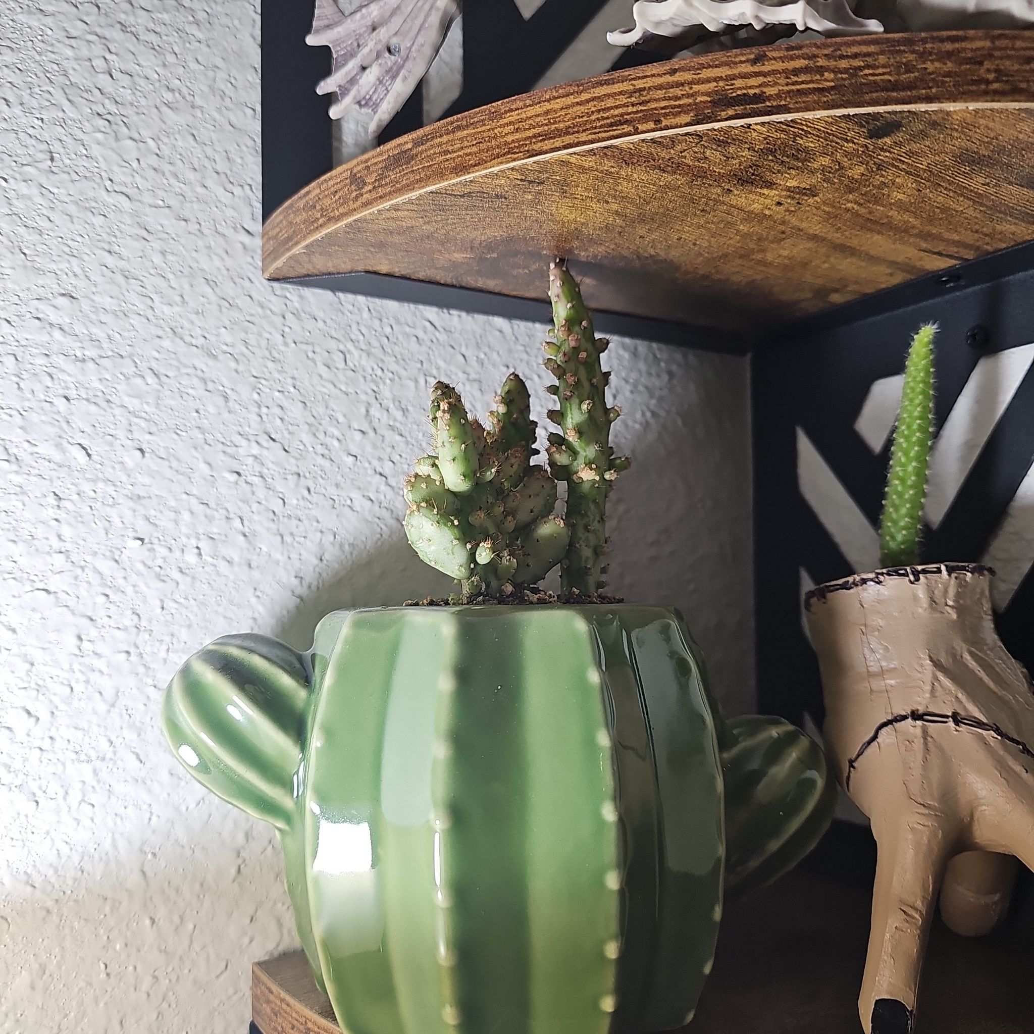 Photo of the plant species Variegated Cactus by @FullEnglishoak named Noh Paw Lee Tow on Greg, the plant care app