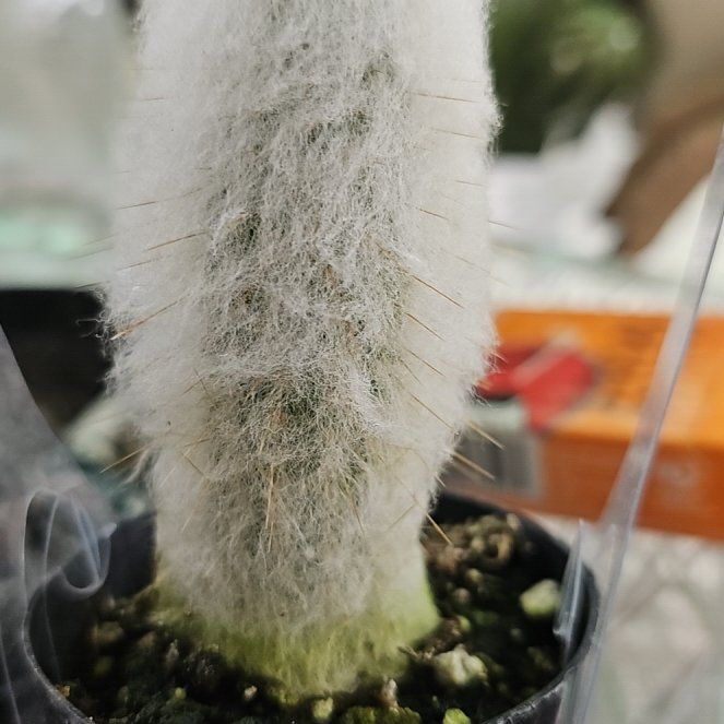 Photo of the plant species Espostoopsis dybowskii by @FullEnglishoak named Old 👴 Man on Greg, the plant care app