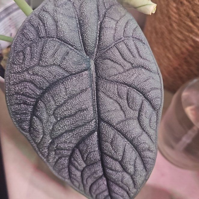 Photo of the plant species alocasia rhino skin by @FullEnglishoak named Fake? on Greg, the plant care app