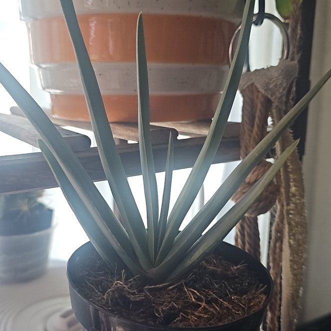 Photo of the plant species Fan Aloe by @FullEnglishoak named Mohawk on Greg, the plant care app