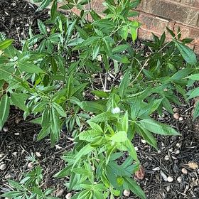 Photo of the plant species Pink Vitex by @CuriousBroom named Nithin on Greg, the plant care app