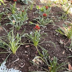 Photo of the plant species Treasureflower by @.spooky_blues. named Kylie on Greg, the plant care app