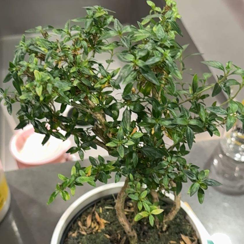Photo of the plant species Japanese Snow Rose by @CoolAgarito named Plato on Greg, the plant care app