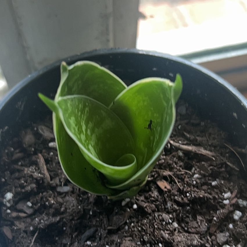 Plant care for Fat Leaf Snake Plant on Greg, the plant care app