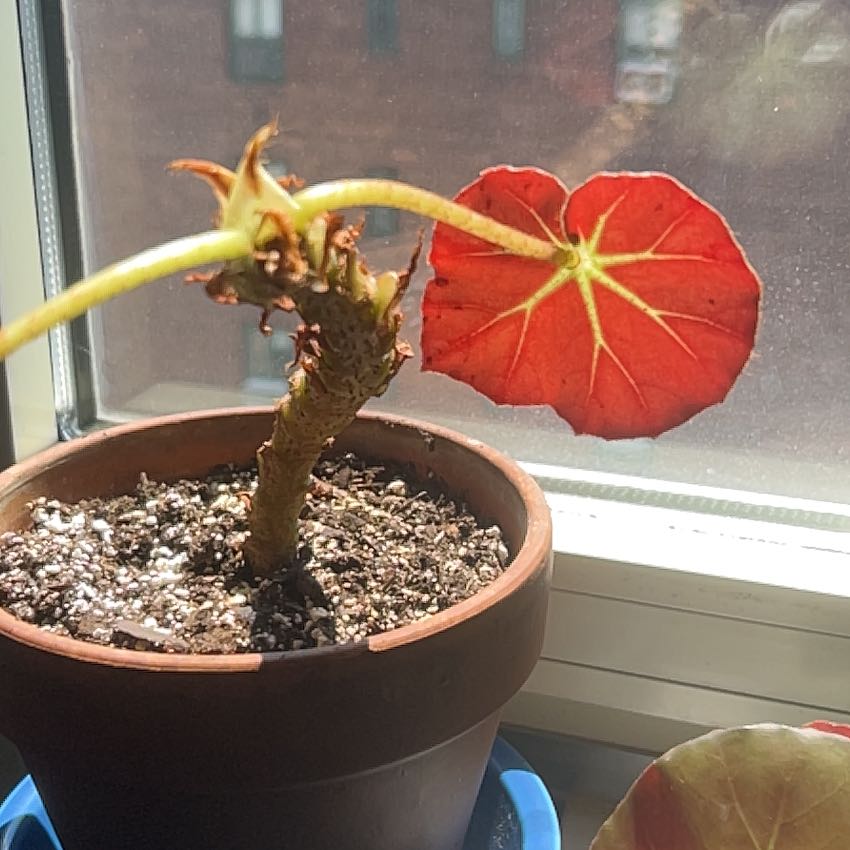 Photo of the plant species Begonia Acetosa by @MightyRedalder named Sahara on Greg, the plant care app