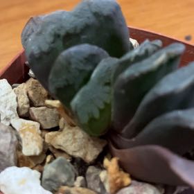 Photo of the plant species Haworthia truncata 'Variegata' by @KnowableCapeivy named Hawthorn on Greg, the plant care app