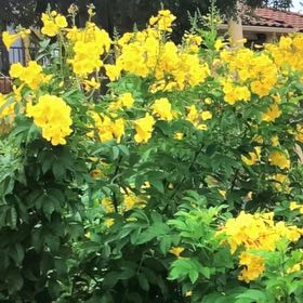 Photo of the plant species esperanza 'gold star' by @KnowableCapeivy named Delilah on Greg, the plant care app