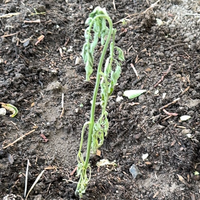Photo of the plant species Cherry Tomato by @ToughCaraway named Rosa on Greg, the plant care app