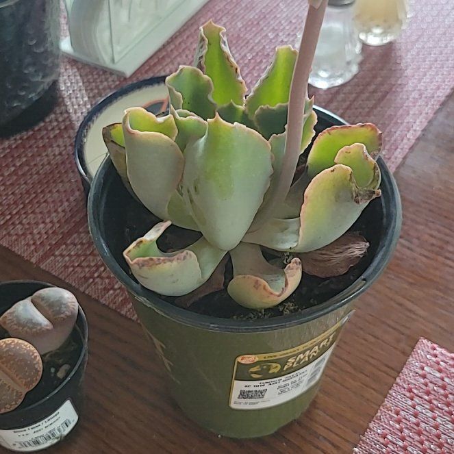 Photo of the plant species Echeveria Hawaii by @ZestyTozzia named Gobi on Greg, the plant care app