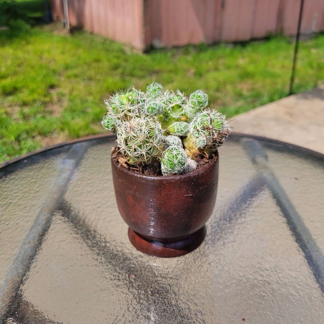 Photo of the plant species Thimble Cactus by @Just.alexxxxxxx named Walt on Greg, the plant care app