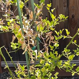 Photo of the plant species Dancy Tangerine by @BusyChainplant named Luna on Greg, the plant care app