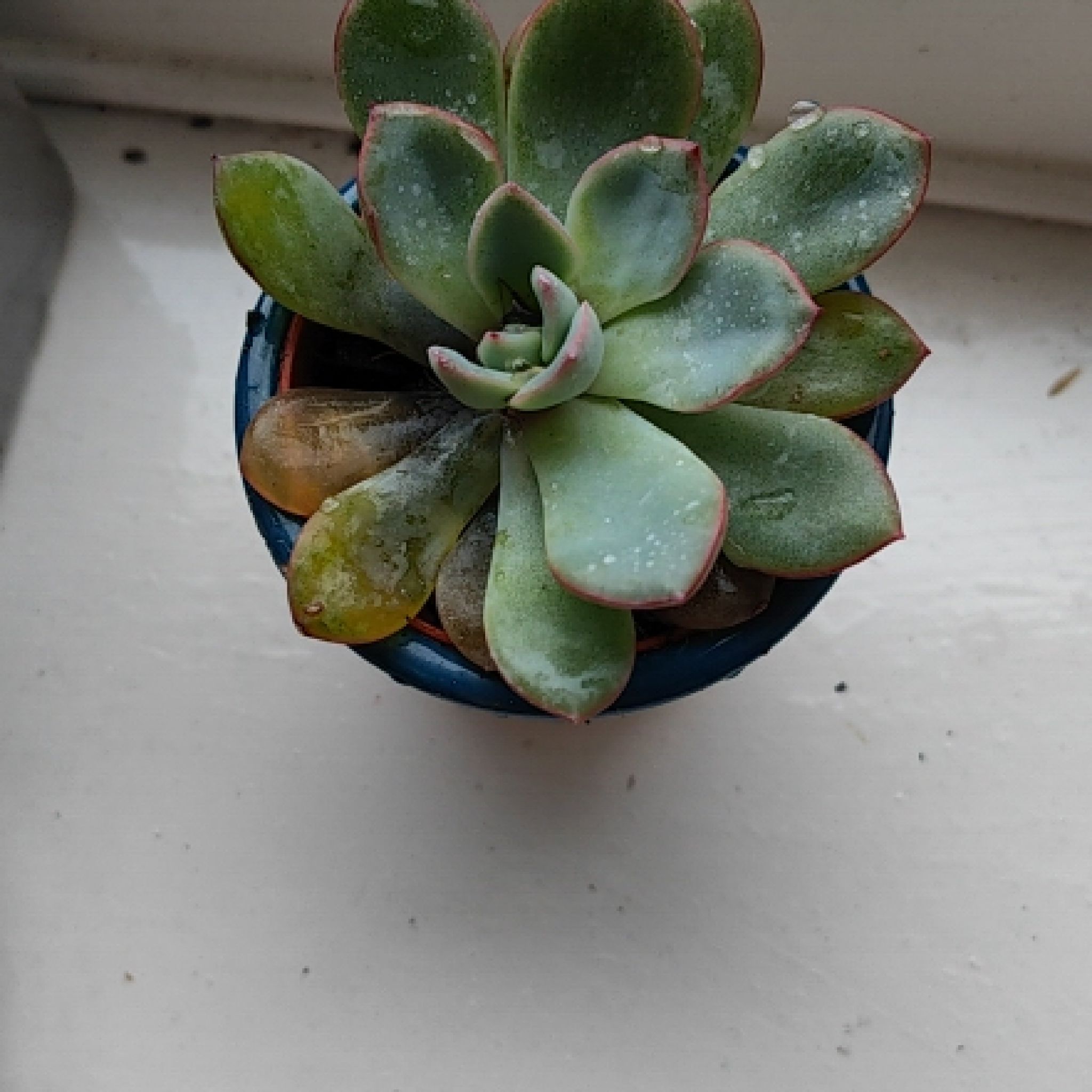 Photo of the plant species Echeveria Aurora by @RichChestnutoak named Echeveria Aurora on Greg, the plant care app