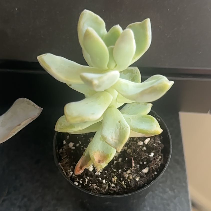 Photo of the plant species Ghosty by @PeakGrasspea named Sherlock on Greg, the plant care app