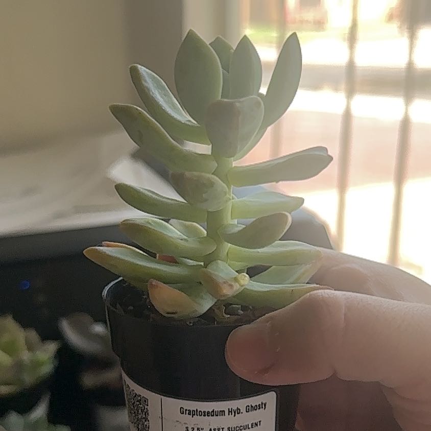 Photo of the plant species Ghosty by @PeakGrasspea named Remington on Greg, the plant care app