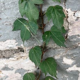 Photo of the plant species Japanese Ivy by @TopNuttallsoak named Duke on Greg, the plant care app