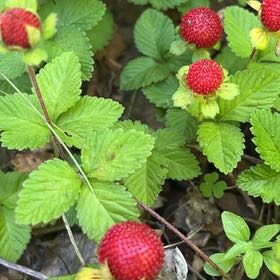 Photo of the plant species Mock Strawberry by @TopNuttallsoak named Foxxy on Greg, the plant care app