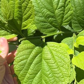 Photo of the plant species Common Hackberry by @TopNuttallsoak named Navajo on Greg, the plant care app
