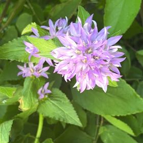 Photo of the plant species Clustered Bellflower by @TopNuttallsoak named Queen on Greg, the plant care app